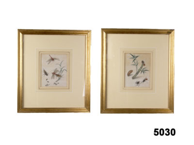Pair Entomology Watercolours