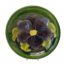 A Moorcroft shallow bowl in clematis pattern. Mid sized shallow bowl in iconic Moorcroft green with a single large purple clematis flower covering the whole bowl centre. c1947-1953. Measures 190mm across the top, 100mm at the base and 35mm deep. Main photo of plate displayed on a stand and seen forward facing with one large purple clematis flower to the centre.